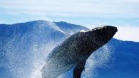 Самое интересное о китах Чем кормят киты новорожденных детенышей