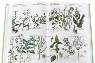 INaturalist: определить растение по фото или животное